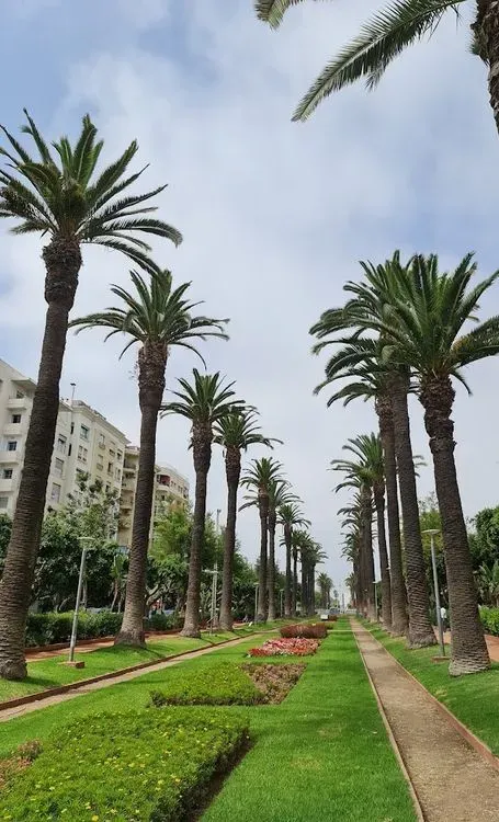 Palmiers au Maroc - Vente en ligne et Livraison a casablanca, rabat