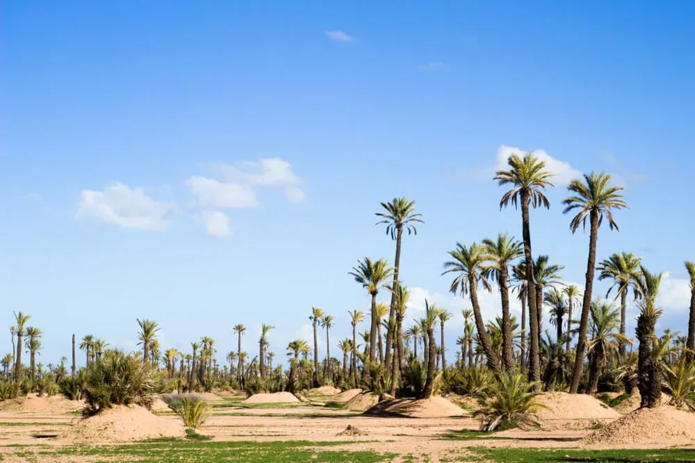 Terrain à vendre 8 500 000 dh 10 000 m² - Ennakhil (Palmeraie) Marrakech